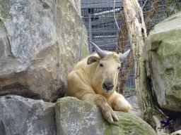Tiergarten Schönbrunn am 24.02.2026